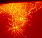 neurona.jpg